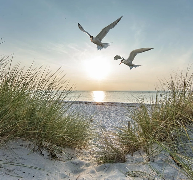 deich-nordsee-strand-moewen Deich Nordsee